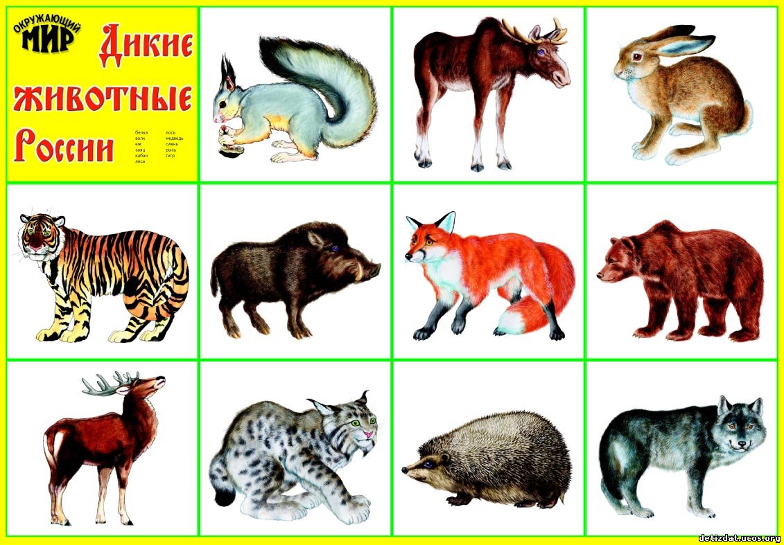Карточки с дикими животными